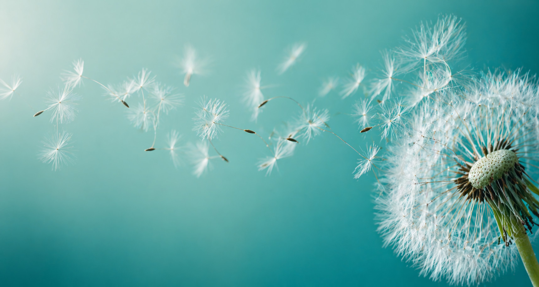 A dandelion releasing seeds — a symbol of awareness spreading